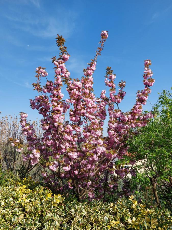 Grumolo Pedemonte La Collina Delle Acacie B&B 외부 사진