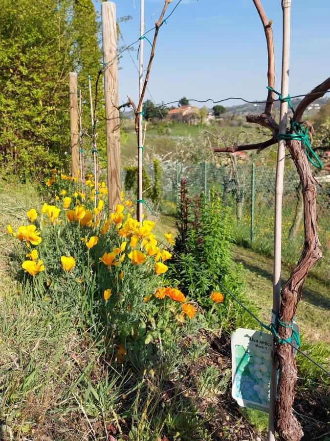 Grumolo Pedemonte La Collina Delle Acacie B&B 외부 사진